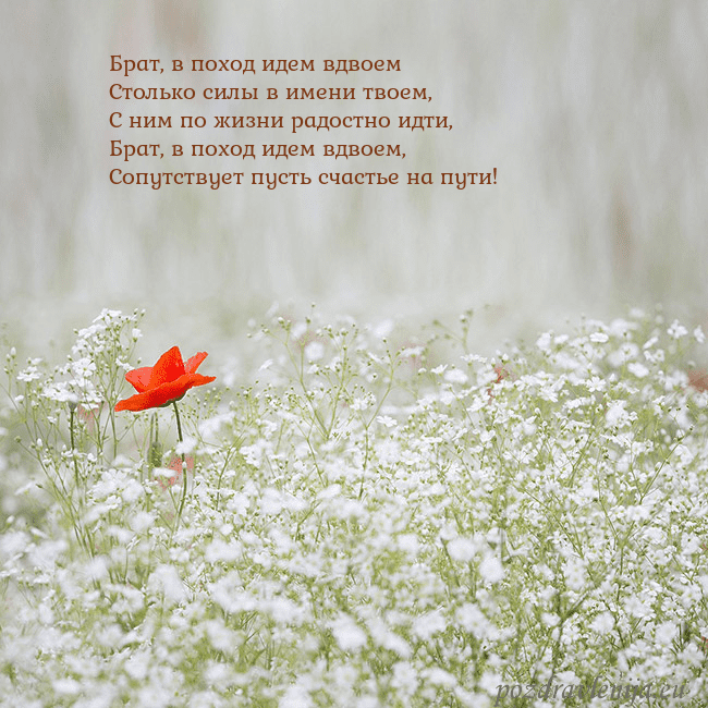 Электронная открытка с белыми цветами