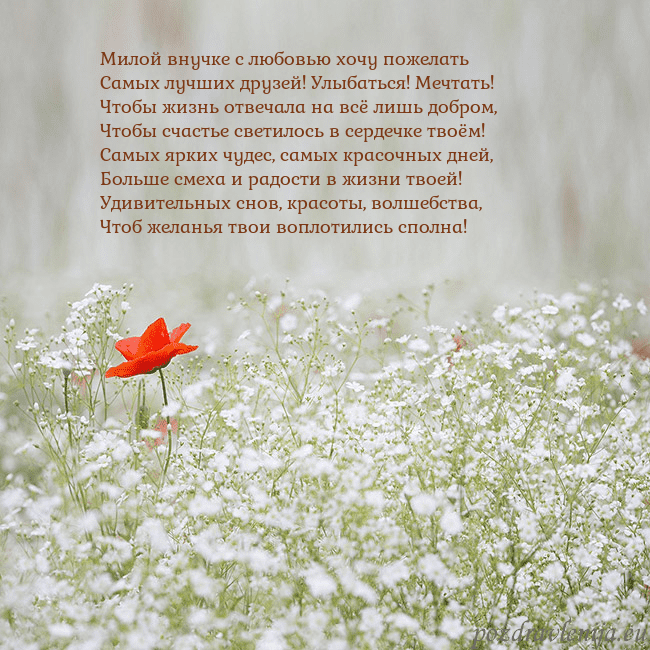 Электронная открытка с белыми цветами