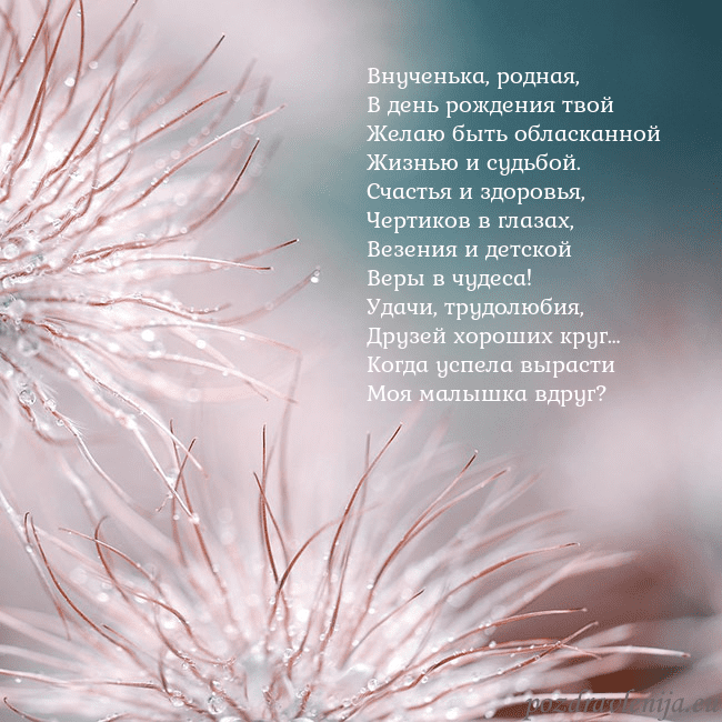 Открытка с пушистыми растениями