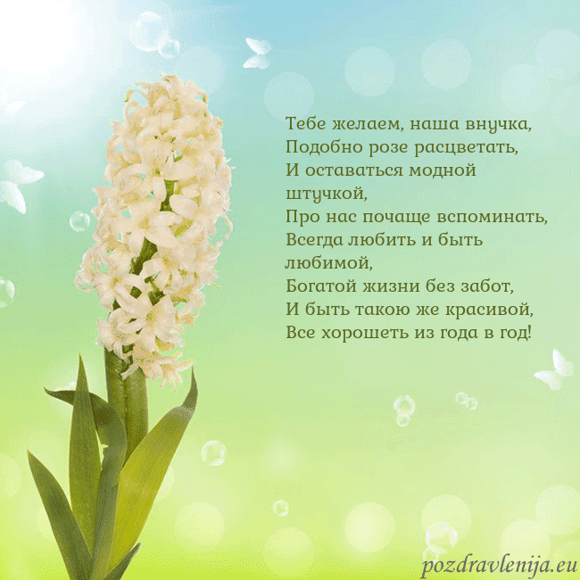 Открытка с гиацинтом