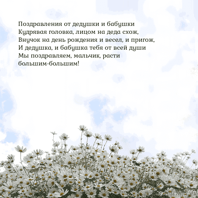 Открытка с ромашками