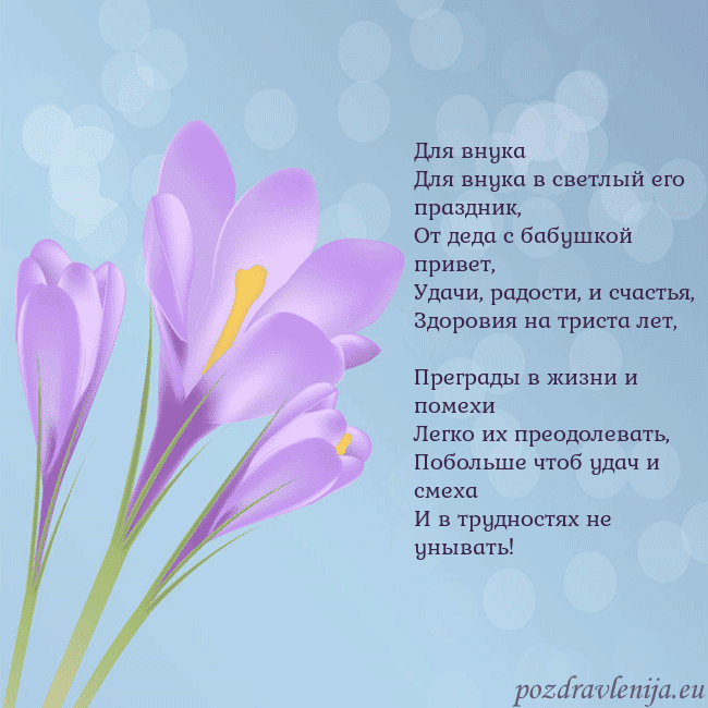 Открытка с крокусом
