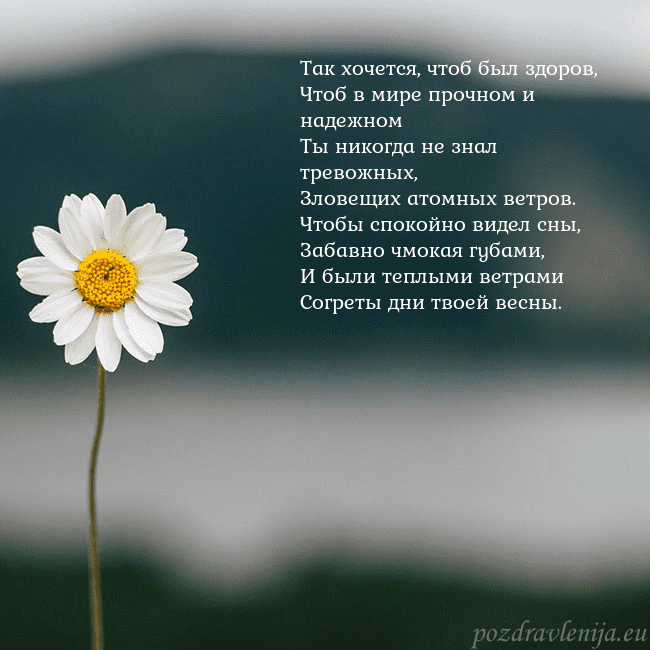 Электронная открытка с ромашкой