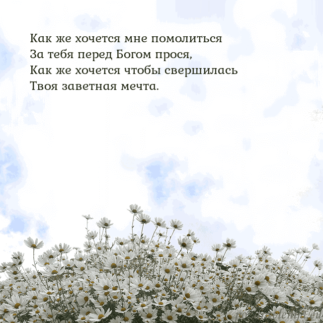 Открытка с ромашками