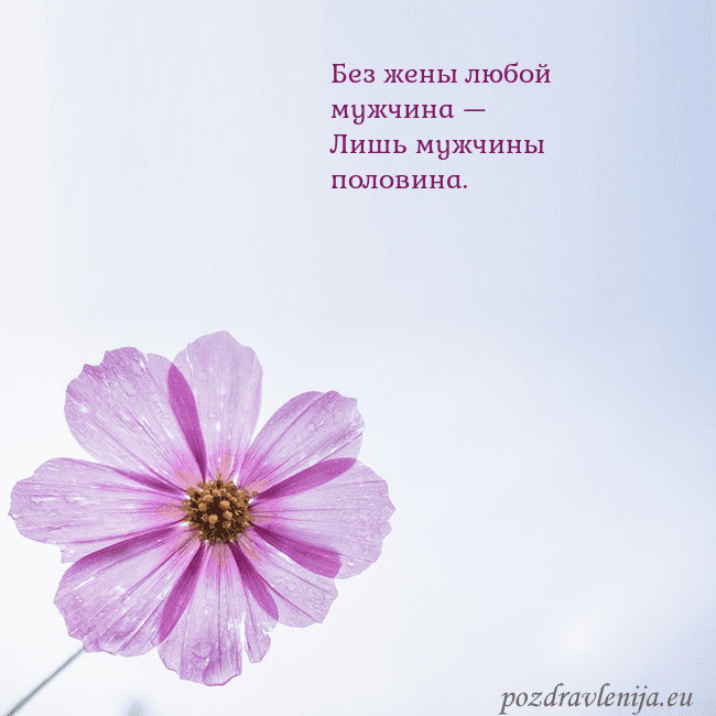 Электронная открытка с фиолетовым цветком