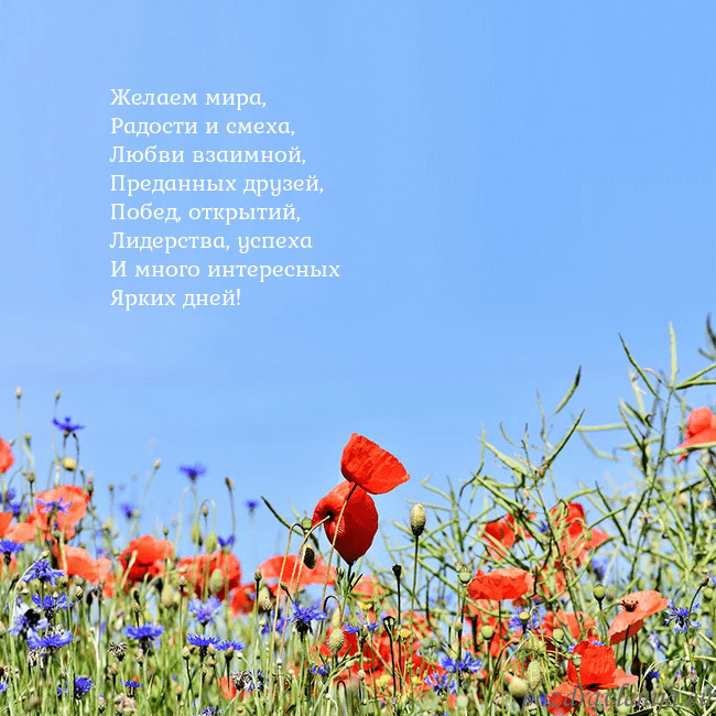 Открытка с маками