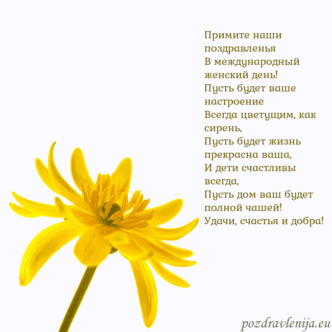Открытка с желтым цветком Примите наши поздравленья
В международный женский Открытка с желтым цветком