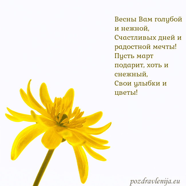 Открытка с желтым цветком Весны Вам голубой и нежной,
Счастливых дней и радо Открытка с желтым цветком