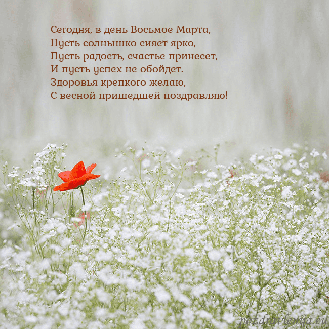 Электронная открытка с белыми цветами Сегодня, в день Восьмое Марта,
Пусть солнышко сияе Электронная открытка с белыми цветами