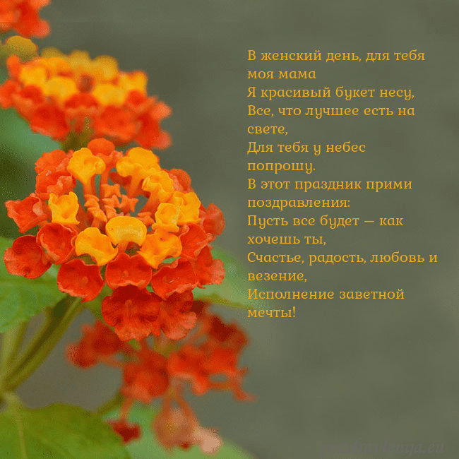 Открытка с оранжевыми цветами В женский день, для тебя моя мама
Я красивый букет Открытка с оранжевыми цветами