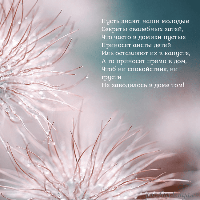 Открытка с пушистыми растениями Пусть знают наши молодые
Секреты свадебных затей,
Открытка с пушистыми растениями