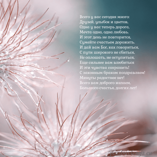 Открытка с пушистыми растениями Всего у вас сегодня много:
Друзей, улыбок и цветов Открытка с пушистыми растениями