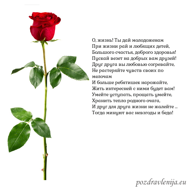 Открытка с красной розой О, жизнь! Ты дай молодоженам
При жизни рай и любящ Открытка с красной розой