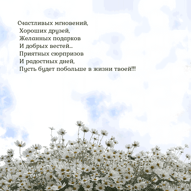 Открытка с ромашками