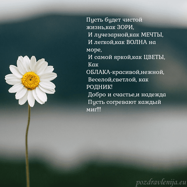 Электронная открытка с ромашкой