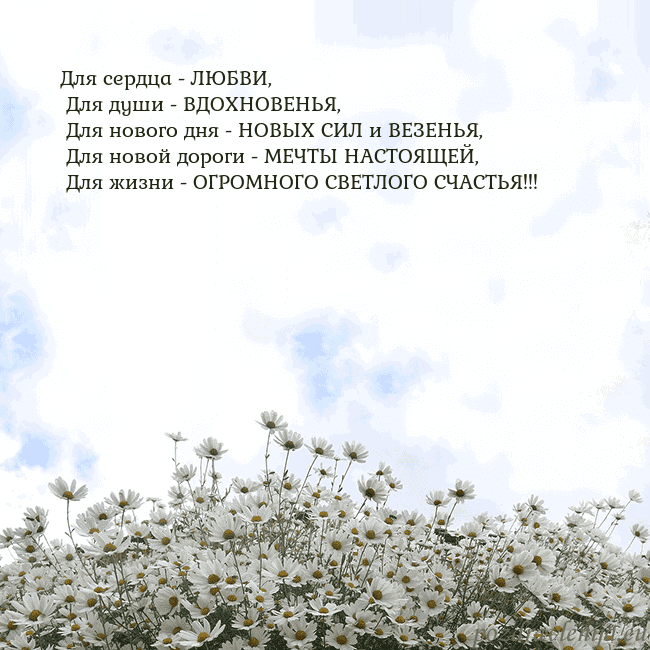 Открытка с ромашками