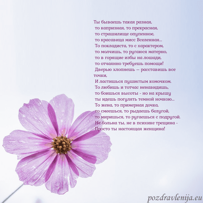 Электронная открытка с фиолетовым цветком Ты бываешь такая разная,
то капризная, то прекра Электронная открытка с фиолетовым цветком