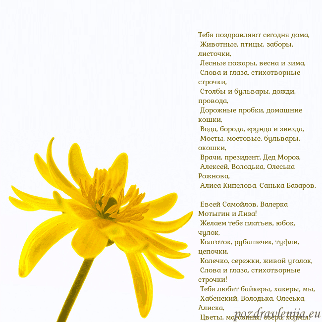 Открытка с желтым цветком Тебя поздравляют сегодня дома,
Животные, птицы, Открытка с желтым цветком