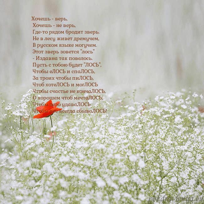 Электронная открытка с белыми цветами