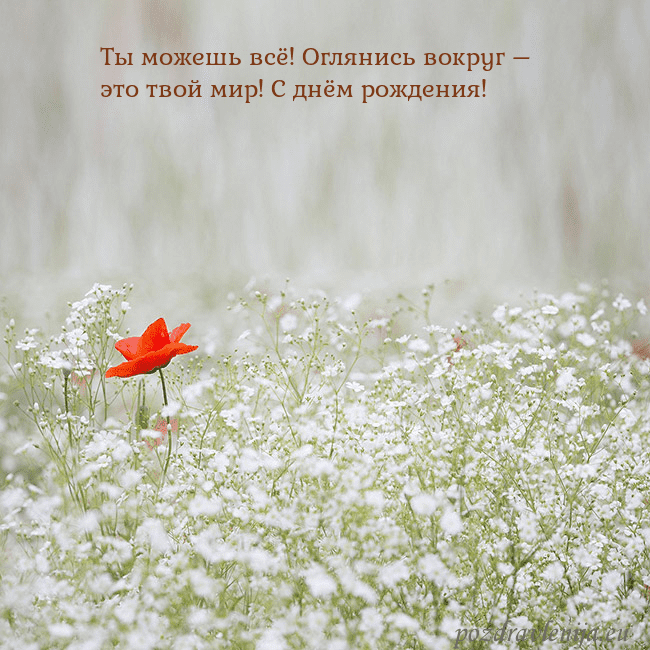 Электронная открытка с белыми цветами