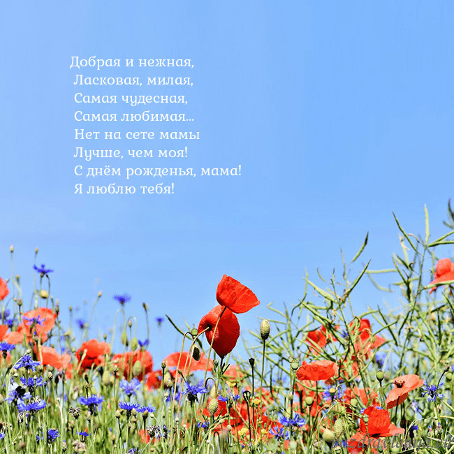 Открытка с маками