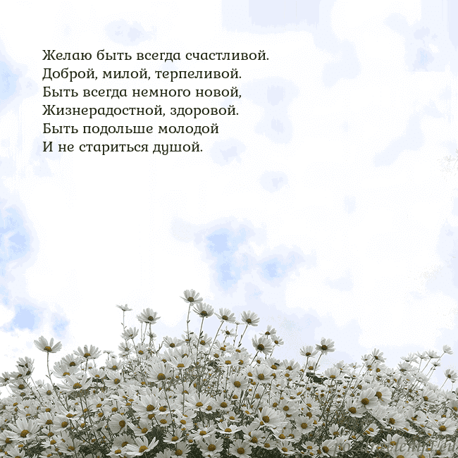 Открытка с ромашками