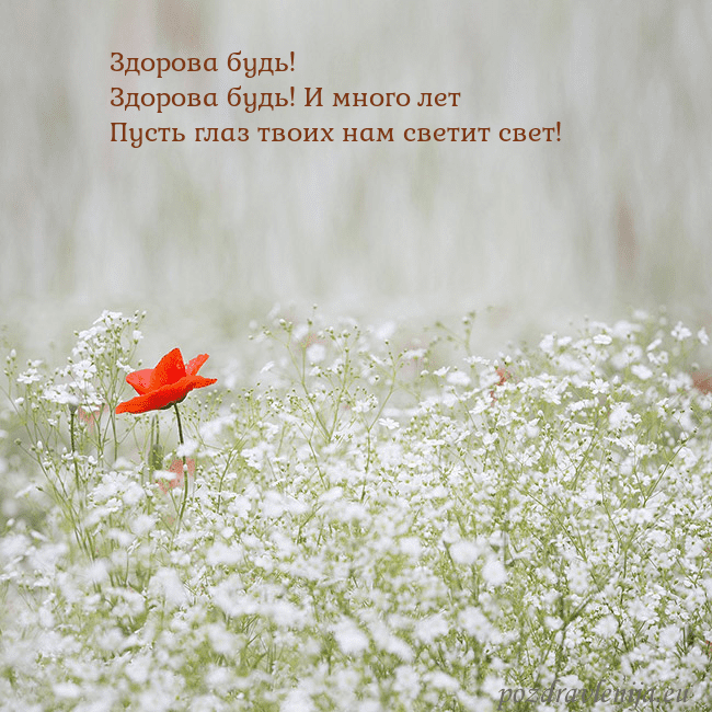 Электронная открытка с белыми цветами