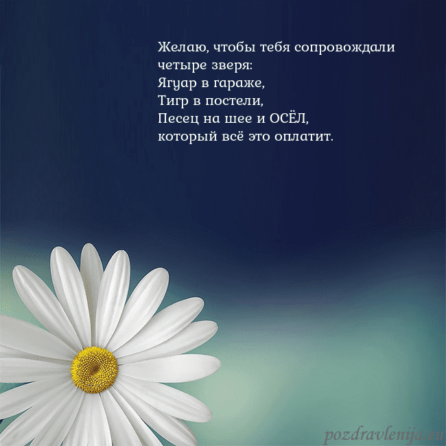 Открытка с большой ромашкой
