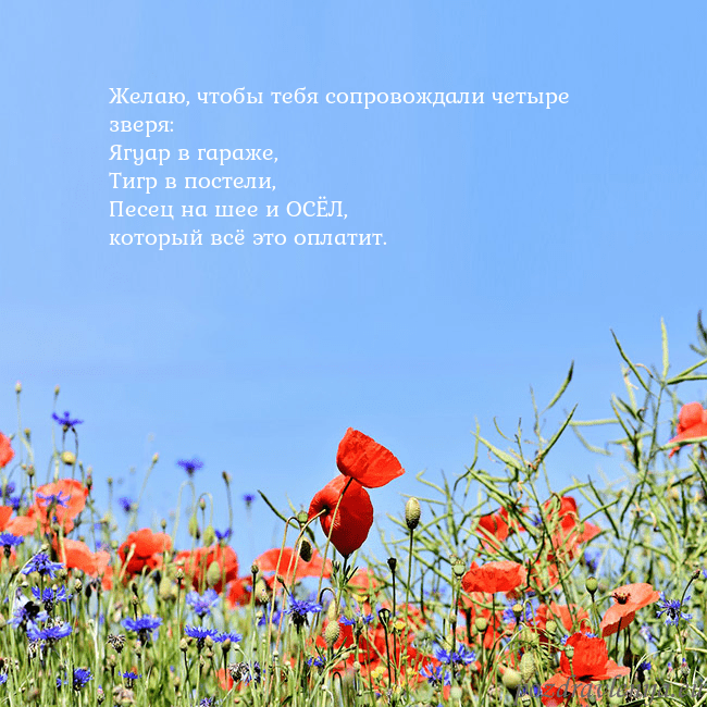 Открытка с маками