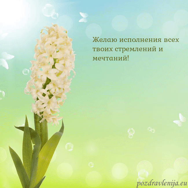 Открытка с гиацинтом