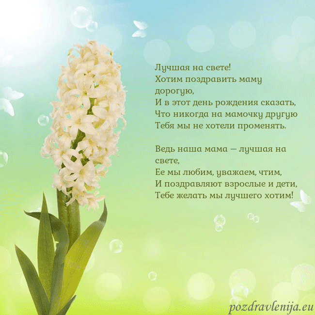 Открытка с гиацинтом