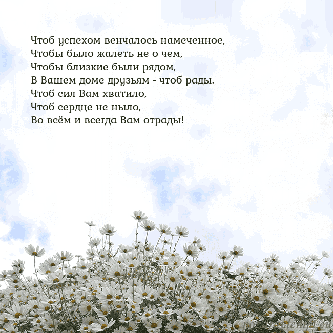 Открытка с ромашками