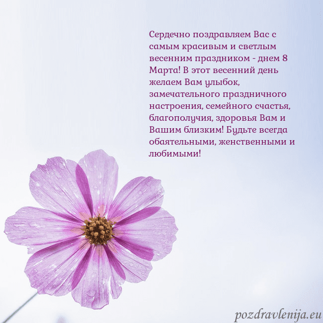 Электронная открытка с фиолетовым цветком Сердечно поздравляем Вас с самым красивым и светлы Электронная открытка с фиолетовым цветком
