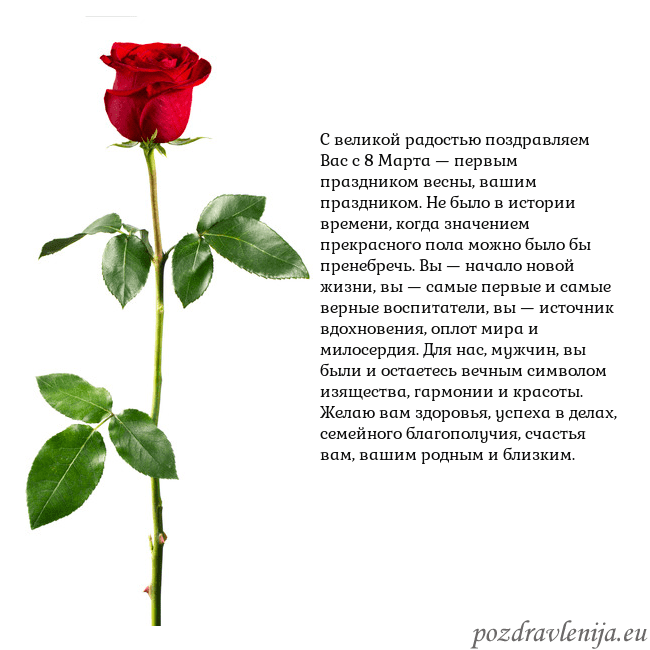 Открытка с красной розой С великой радостью поздравляем Вас с 8 Марта — пер Открытка с красной розой