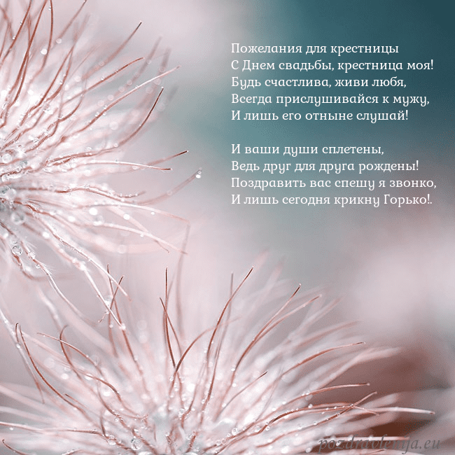 Открытка с пушистыми растениями Пожелания для крестницы
С Днем свадьбы, крестница Открытка с пушистыми растениями