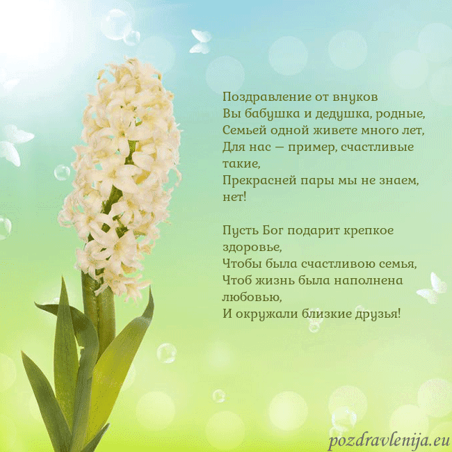 Открытка с гиацинтом Поздравление от внуков
Вы бабушка и дедушка, родны Открытка с гиацинтом