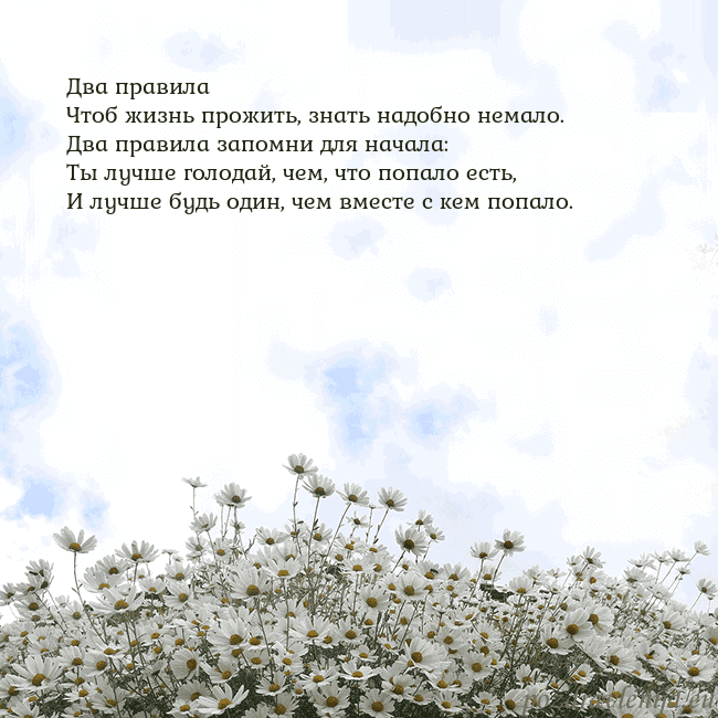 Открытка с ромашками