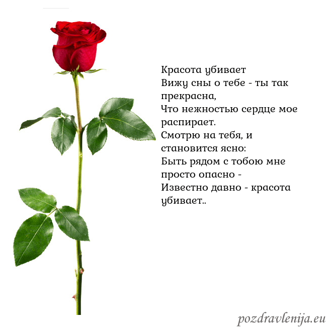 Открытка с красной розой Красота убивает
Вижу сны о тебе - ты так прекрасна Открытка с красной розой