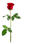 Открытки с днем рождения Открытка с красной розой