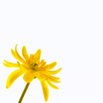 Открытки с днем рождения Открытка с желтым цветком